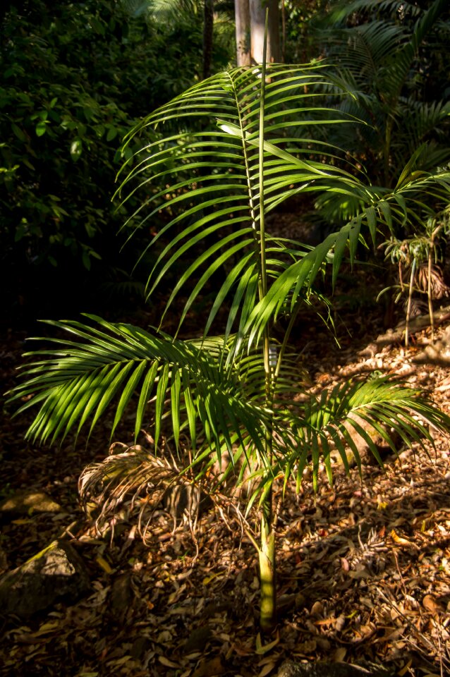 Tree forest australia