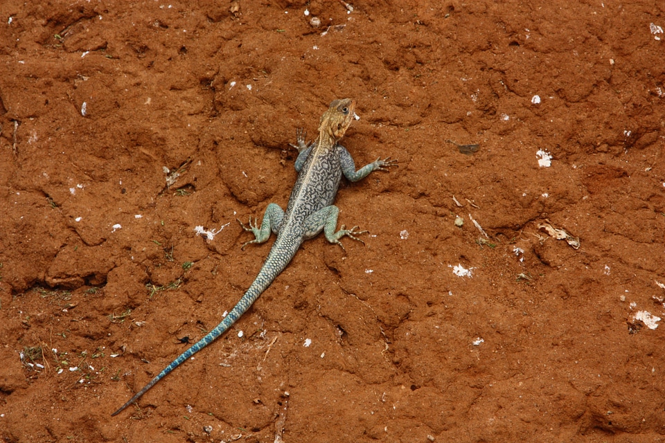 Wild africa kenya