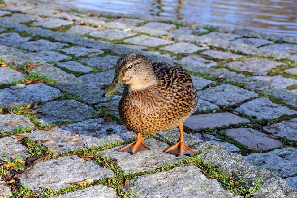 Poultry bird water bird