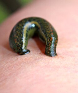 Leech leech therapy medicinal leech