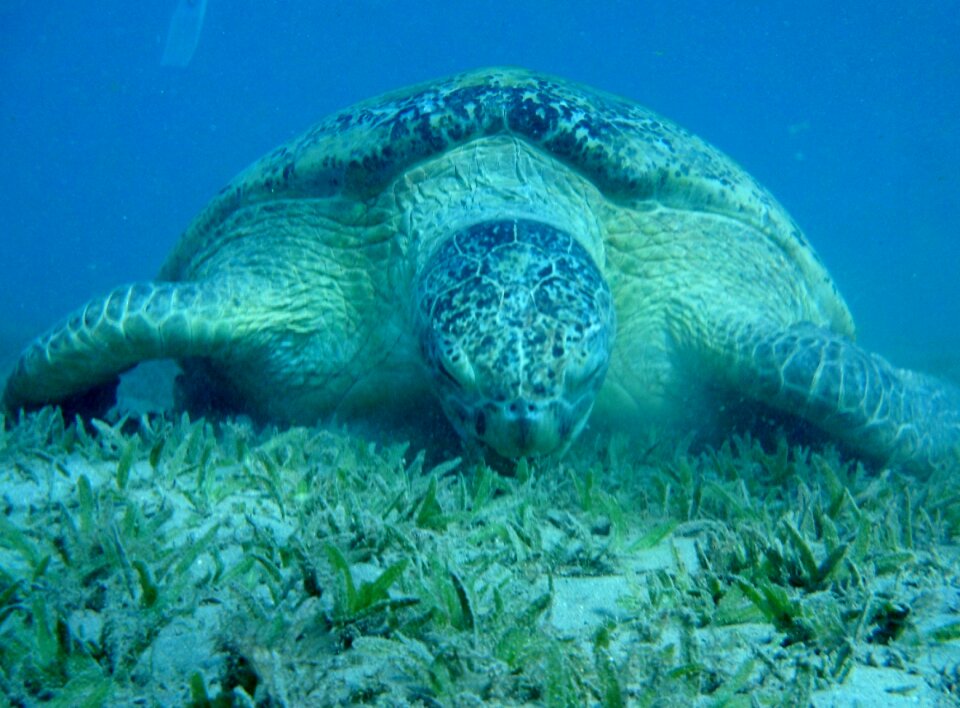 The red sea egypt marsa mubarak