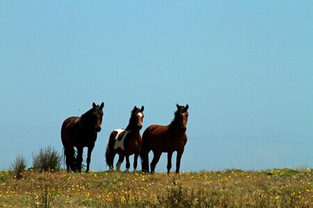 Wild horses chilean