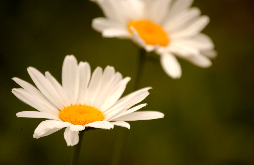 Daisy floral blossom