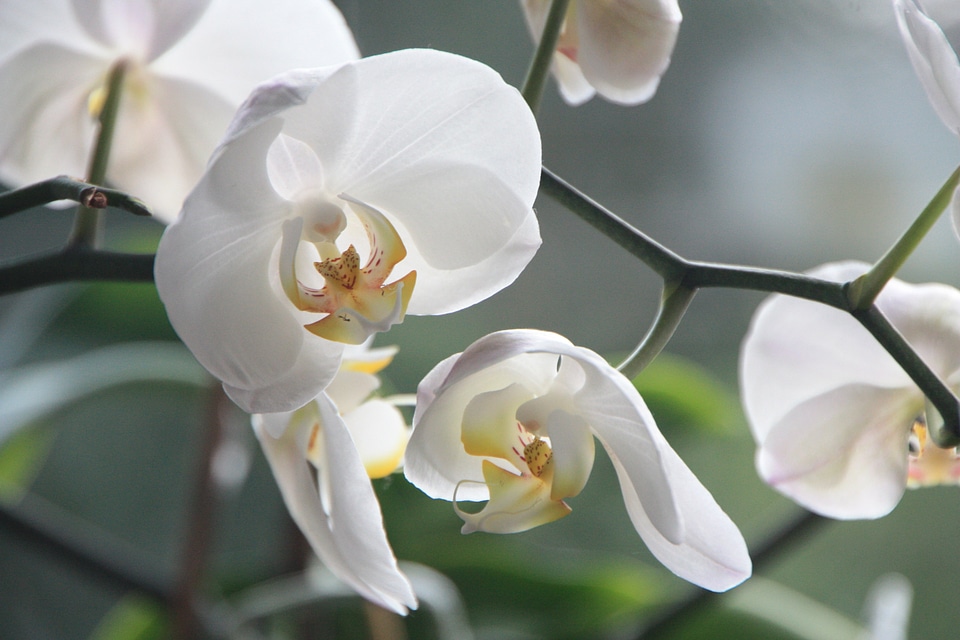 Bloom white plant