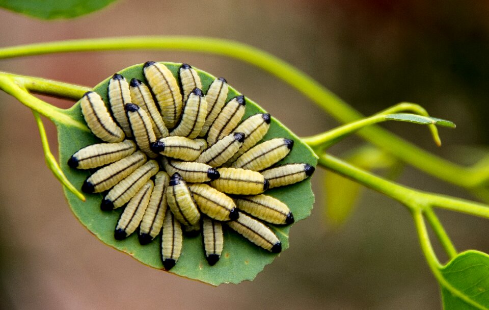 Many caterpillar wildlife