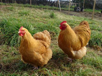 Hen bird orpington