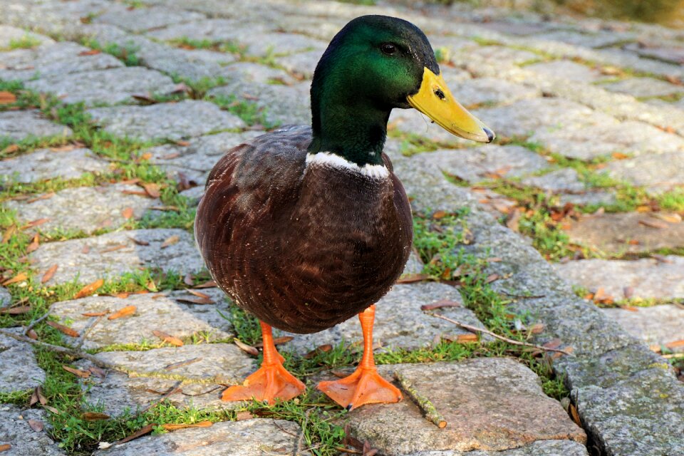 Poultry bird water bird