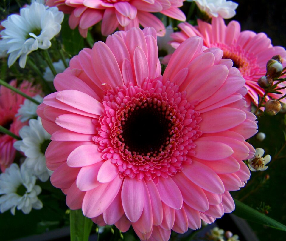 Gerbera pink flower cut flower photo