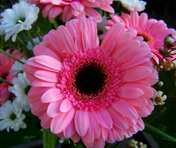 Gerbera pink flower cut flower photo