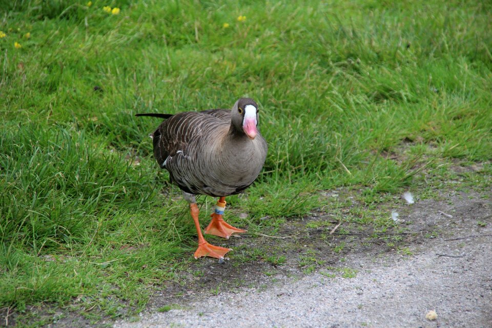 Bird anser erythropus
