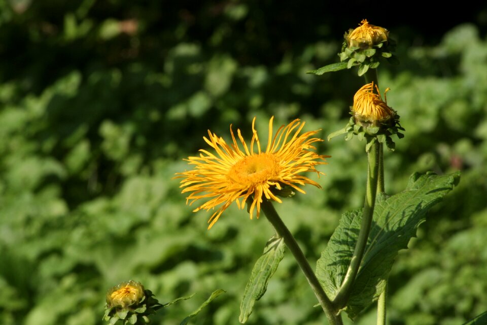Blossom bloom seeds