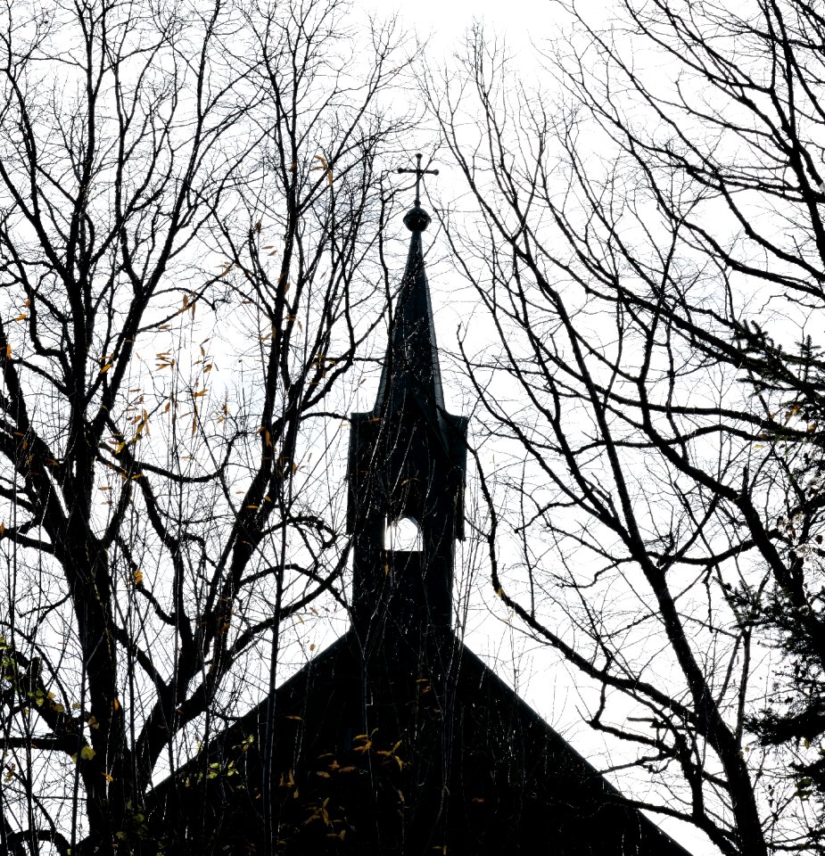 Aesthetic branches house