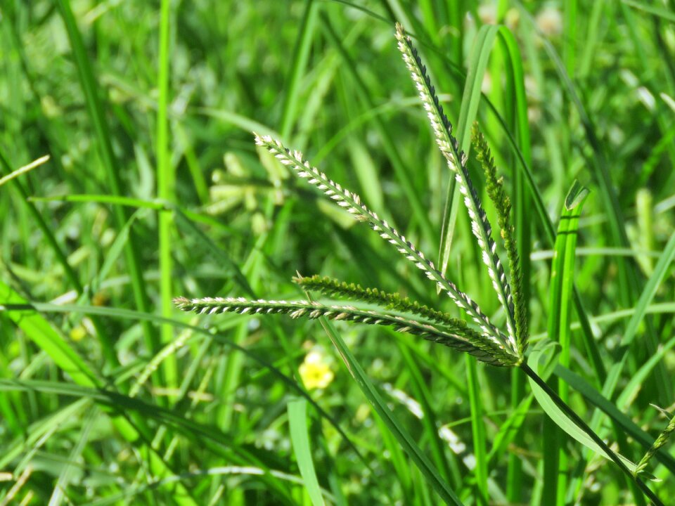 Summer field plant