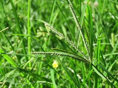 Summer field plant photo