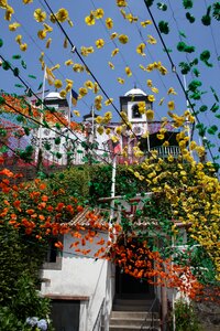Celebration colorful flower