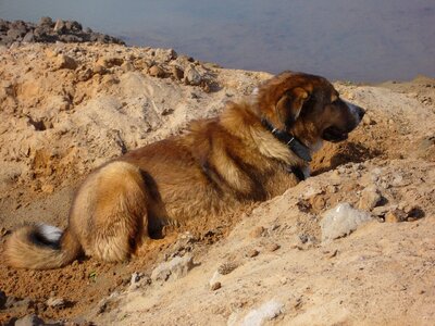 Sand pets wait