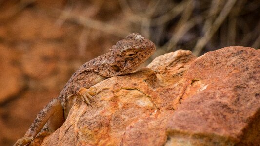 Lizard desert reptile