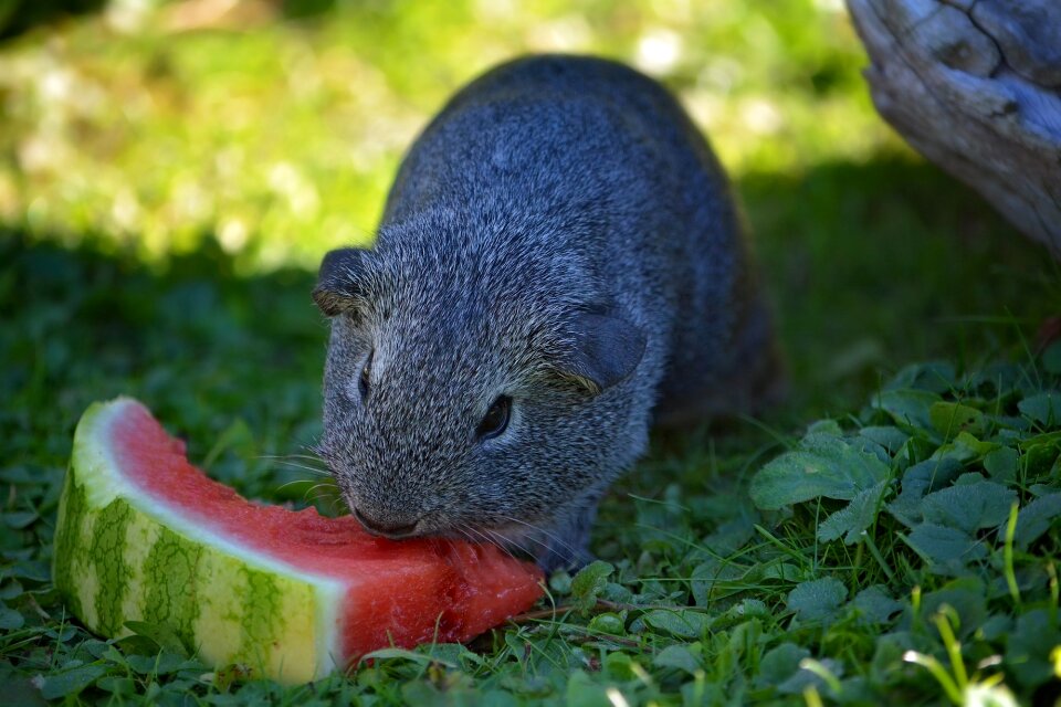 Rodent nager animal