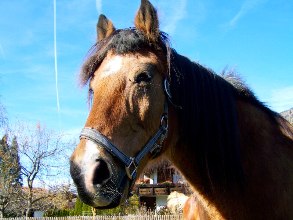 Horse portrait brown horse head animal