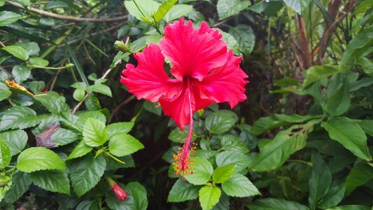 Flower tropical flowers