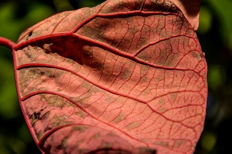Homalanthus populifolius old rainforest photo