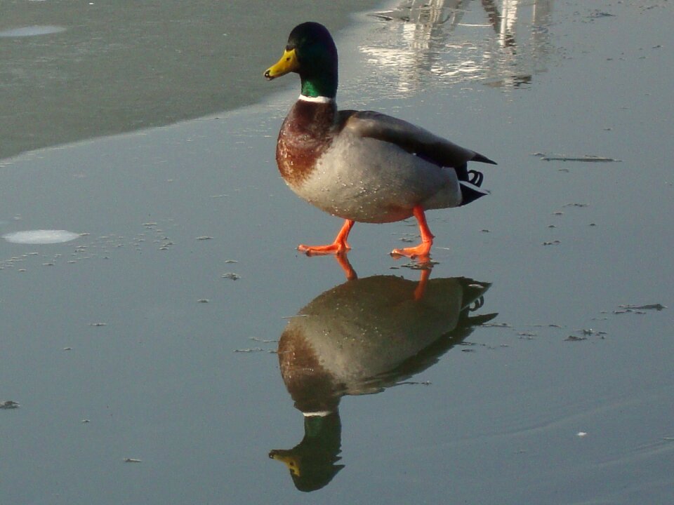 Winter reflection animal