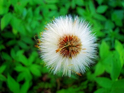 Summer wild plant flora