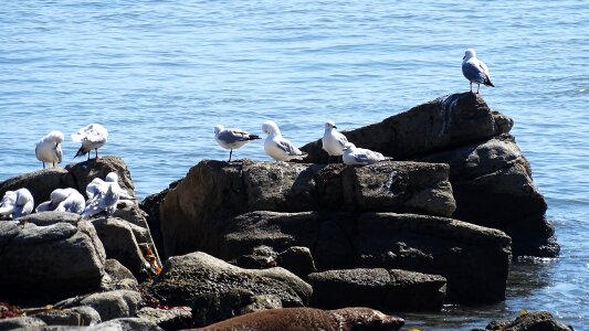 Mar seagulls animals photo
