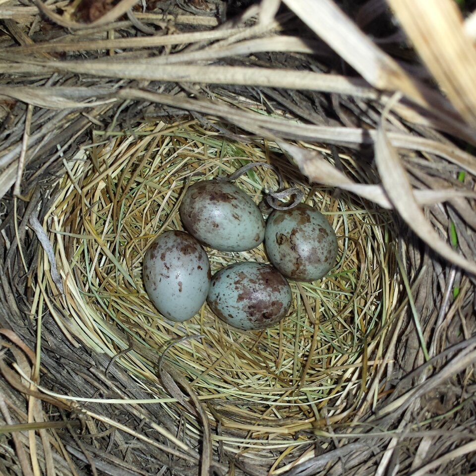Small egg grass bird cute