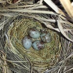 Small egg grass bird cute