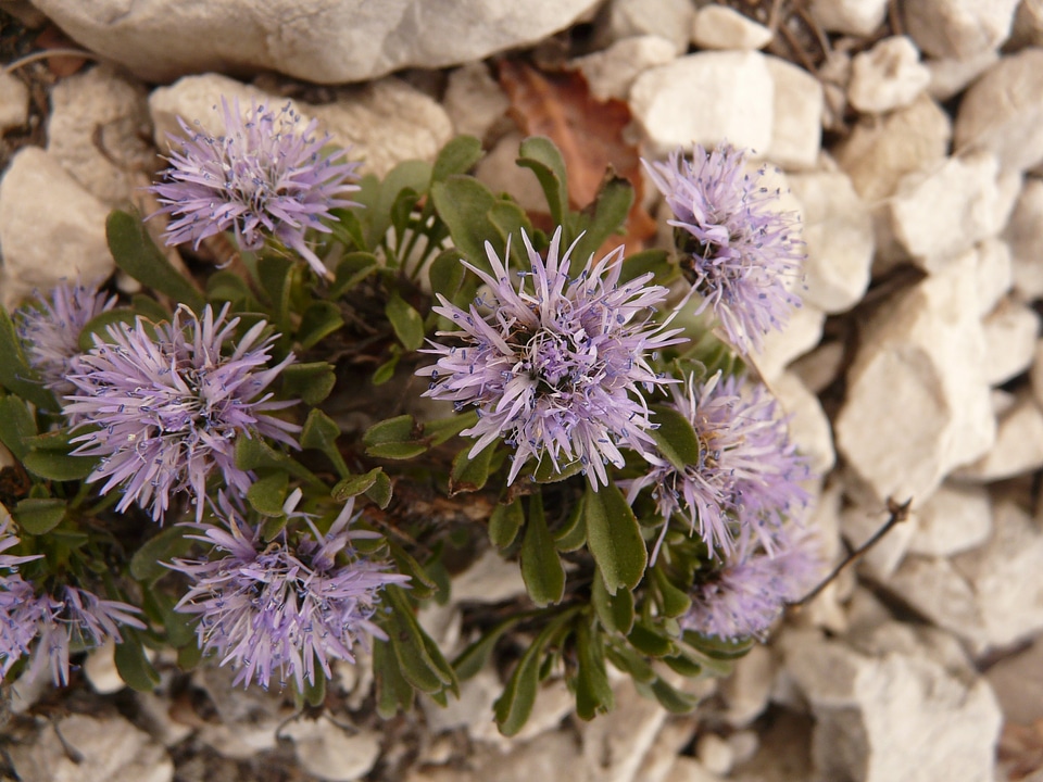 Alpine flower mountain flower blossom photo