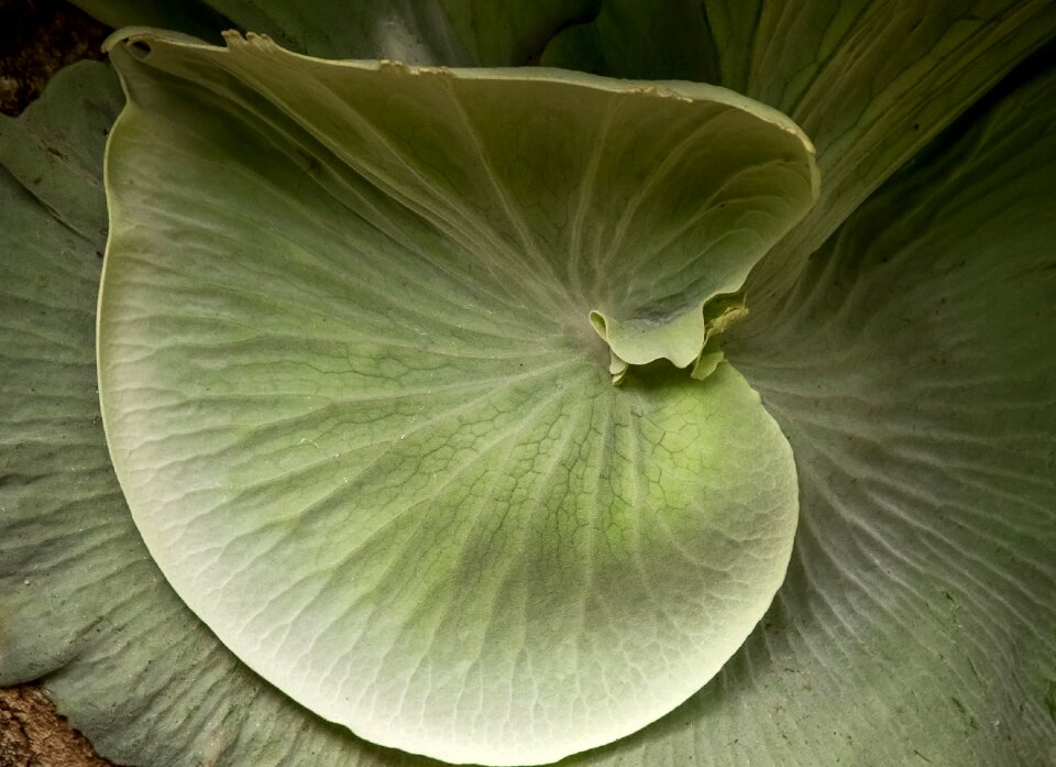 Green large natural