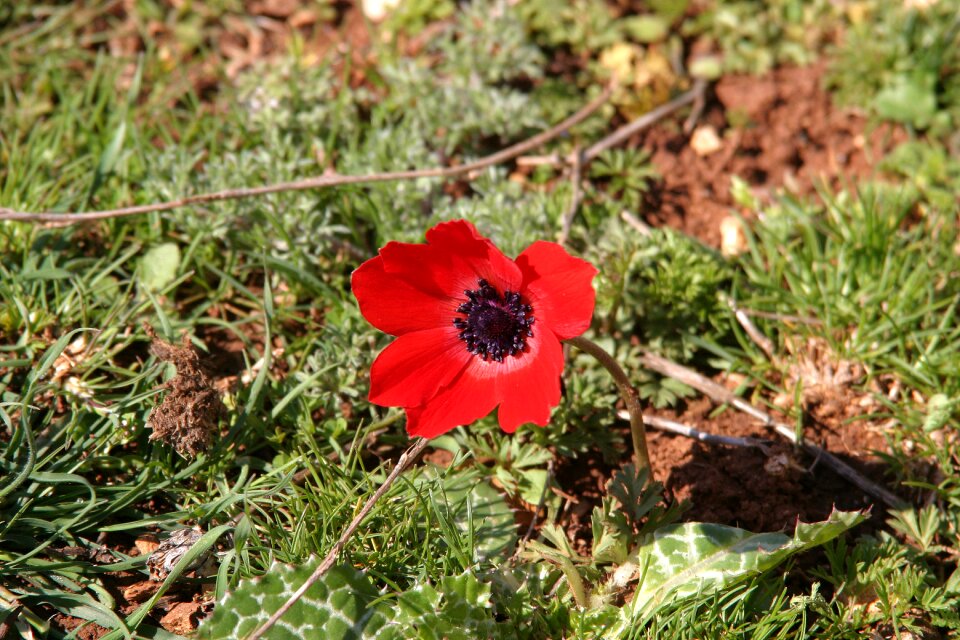 Damascus altheimat red flower