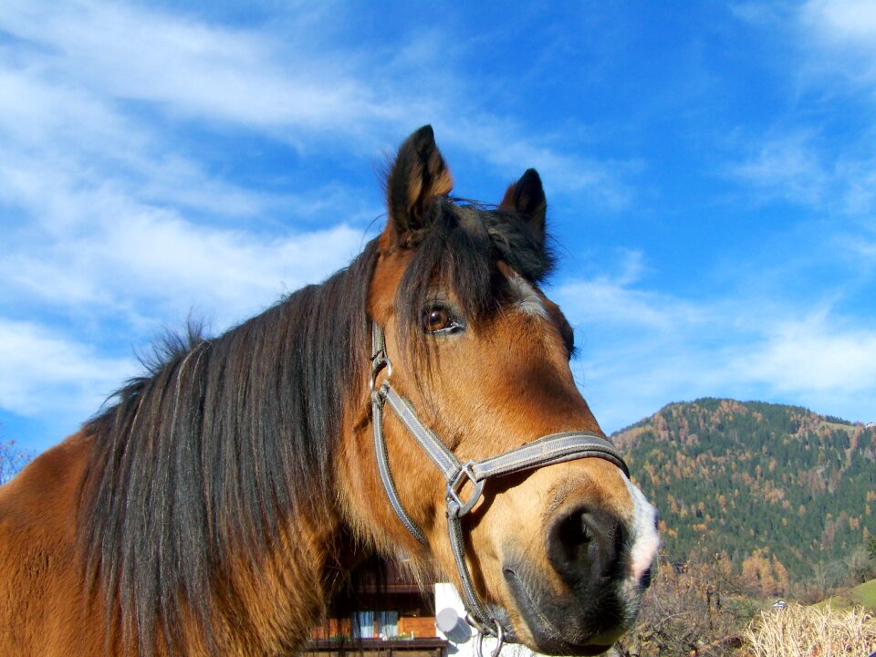 Horse portrait brown horse head animal