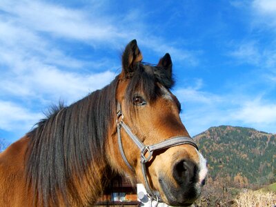 Horse portrait brown horse head animal