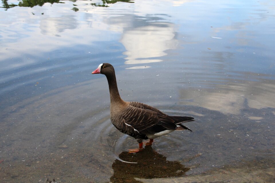 Bird anser erythropus