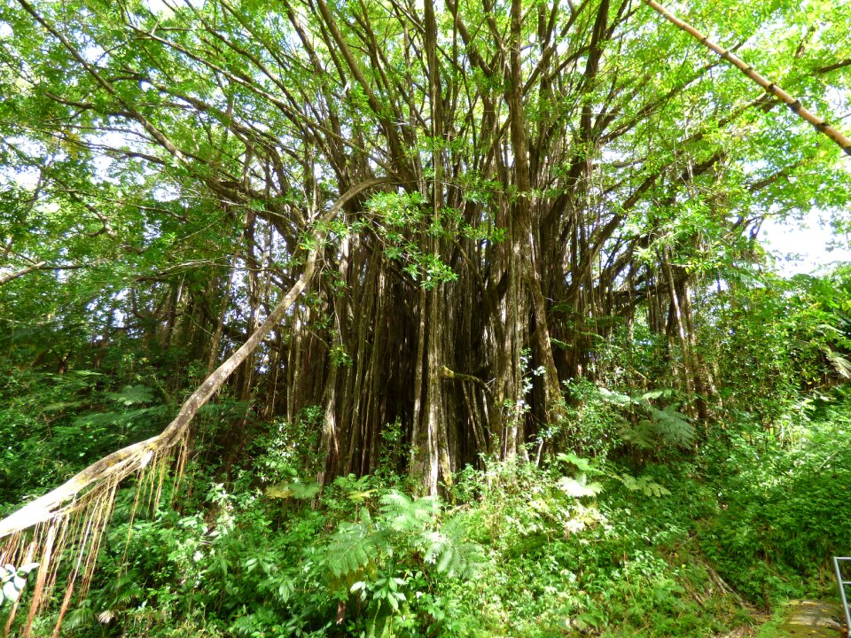 Landscape hiking jungle