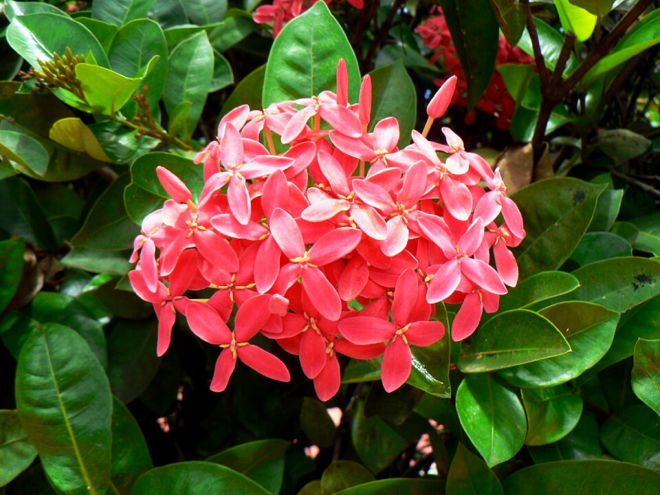 Tropical flowers botany flora