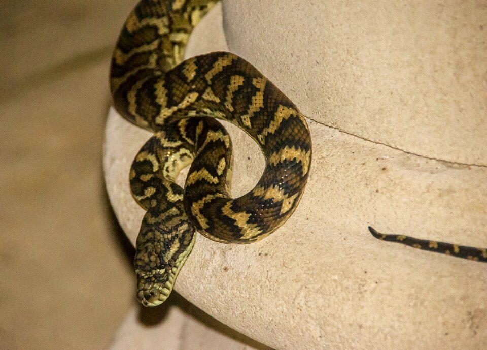 Queensland snake skin