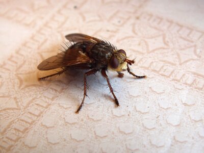 Brown spikes wings photo