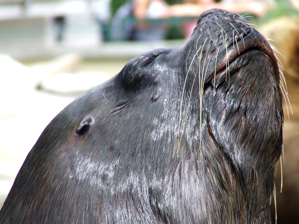 The zoo animal marine