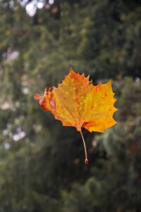 Leaves autumn woods flight photo