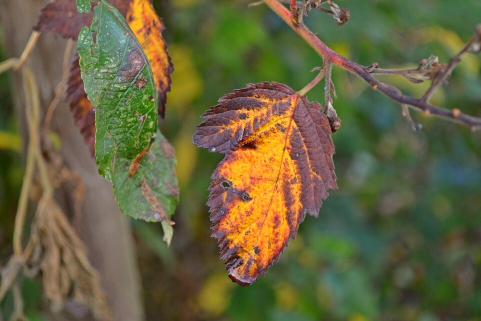 Autumn leaves dead fall colors photo