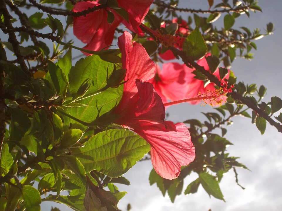 Red flower nature