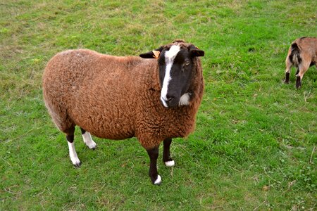 Female animal brown wool