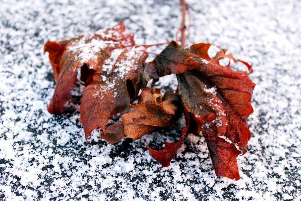 Winter cold autumn