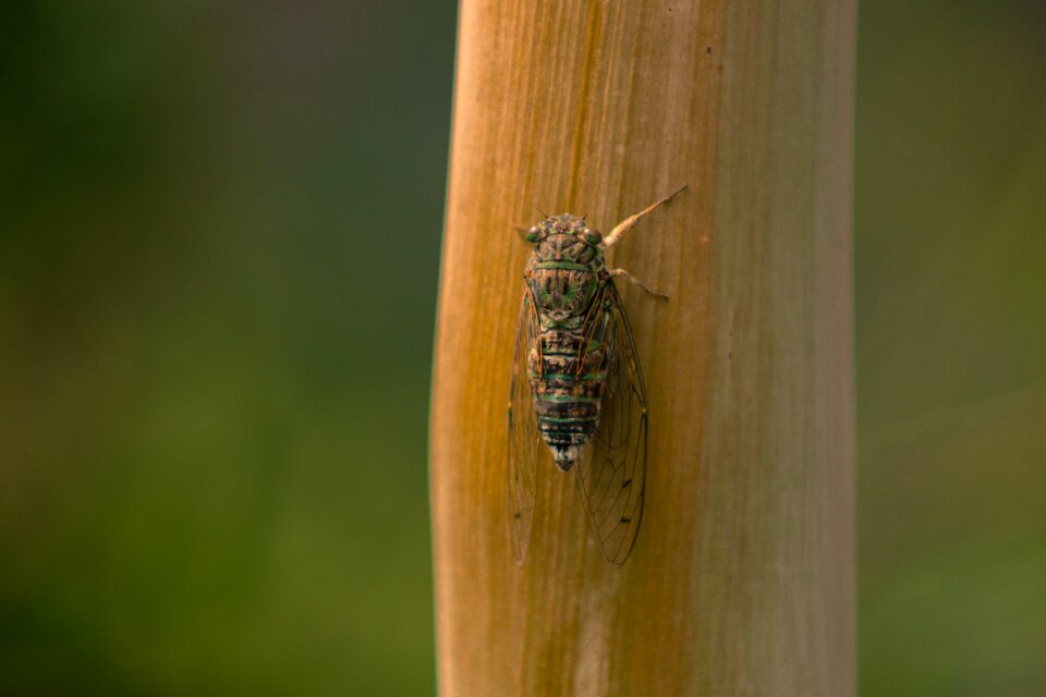 Cicada insect summer