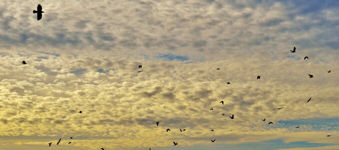 Birds flying swarm photo
