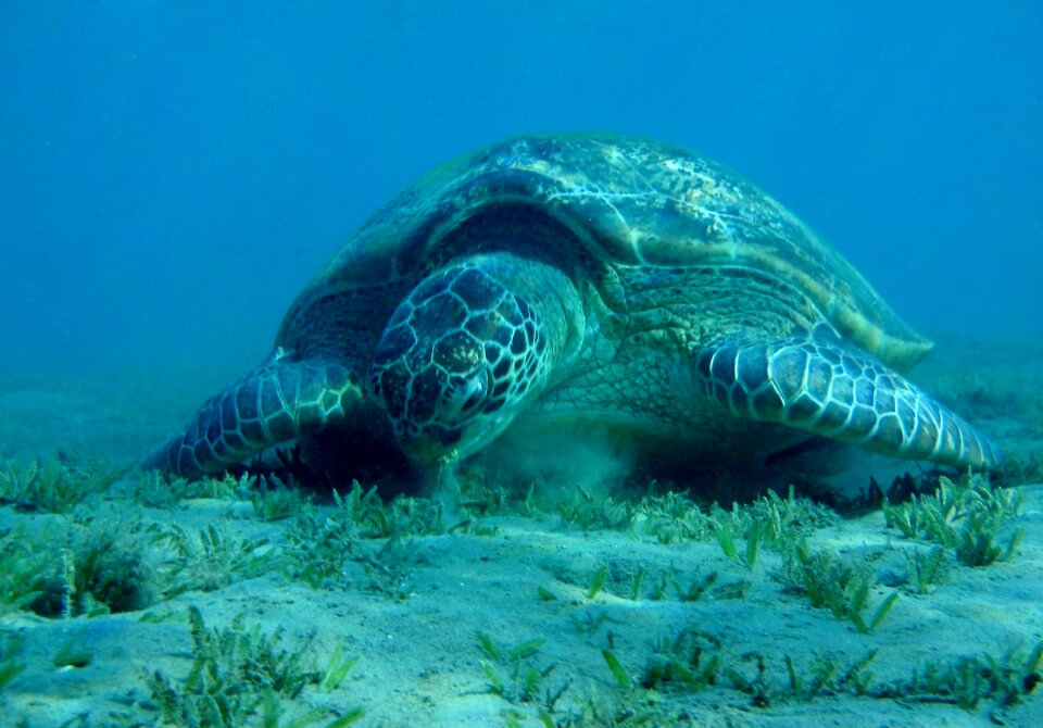 Marsa mubarak devilfish turtle
