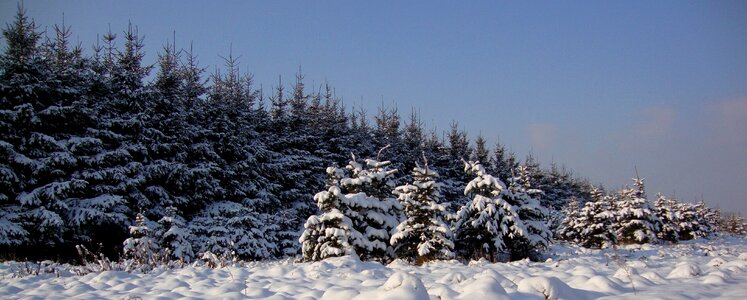 Coniferous white poland